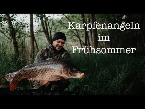 Karpfenangeln im Frühsommer | Mai & Juni in Mecklenburg Vorpommern & Brandenburg | Laichzeit