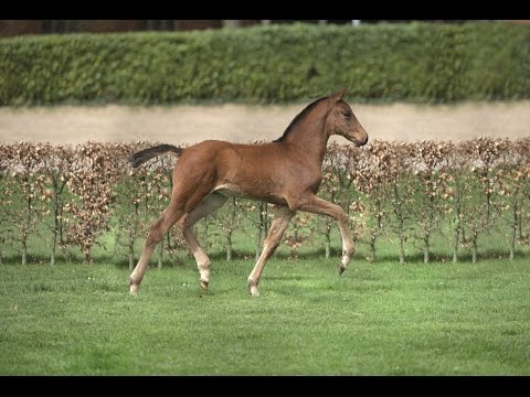 Holsteiner Fohlenauktion im Juni - Nr. 15 v. Crumble - Quinar