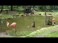 Parc Safari Zoo Flamingo