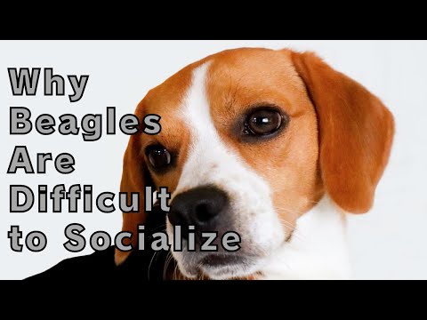 ほぼ三角形の対称性を持つポービーグルの吻(鼻)の骨格。さまざまな種類の軟骨で構成され、バンパーとして機能し、特定の感覚器官が埋め込まれています。