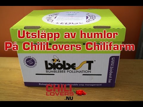 Humlebo - Utsläpp av humlor