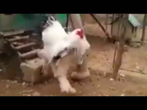 The Biggest Rooster in the World - Video 4K