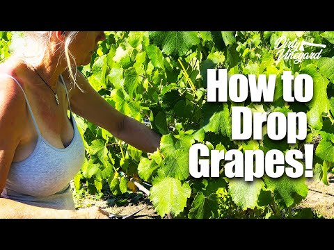 How to Drop Fruit (Grapes) in Your Vineyard | Season 1, Episode 13 | Dirty Vineyard