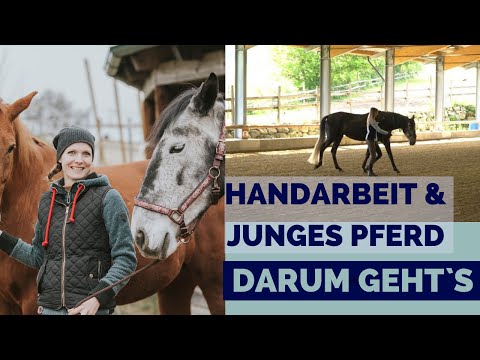 3 Dinge, die Jungpferde in der Handarbeit lernen sollten