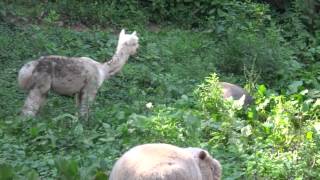 preview picture of video 'Alpacas, Pigs, and a Sheep at Bella Alpacas in New Milford, CT'