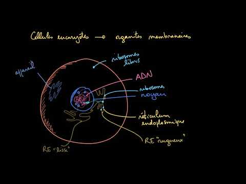 Membrane organelles in eukaryotic cells