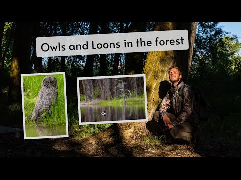 Great Gray Owls and Loons in the forest. Photographing Owl behavior I've never seen before!