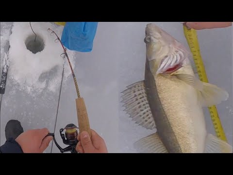 Kuhan pilkintää Sepepilkillä / Zander ice fishing