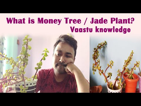 Jade Plant/Money Tree/Friendship Tree Vaastu or Feng Shui Knowledge