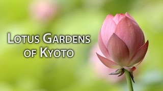 Lotus prachtige roze en witte bloemen die bloeien op dunne stengels die uit het water groeien hebben