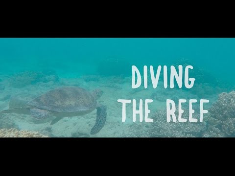The Great Barrier Reef! Diving and Snorkelling Go Pro Hero 4