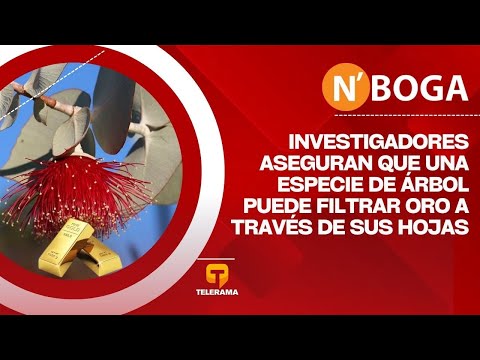 Investigadores aseguran que una especie de árbol puede filtrar oro a través de sus hojas