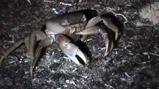 preview picture of video 'Andros Crab Hunting.avi'