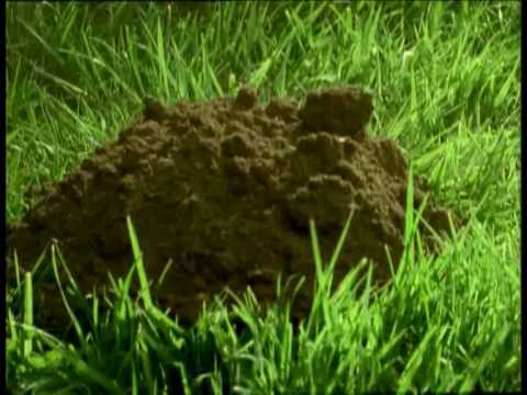 Sorkar och Mullvadar