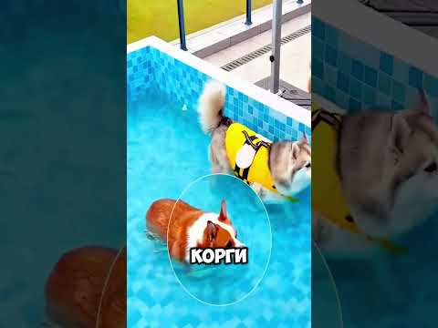 Мальчик Проверил Как Плавают Его Собачки 😂🥺