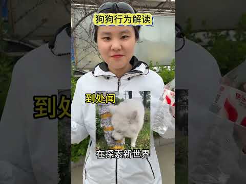 Decode Your Dog: Mastering Canine Communication