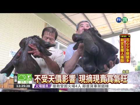 天氣多變 鹿茸縮水飆天價