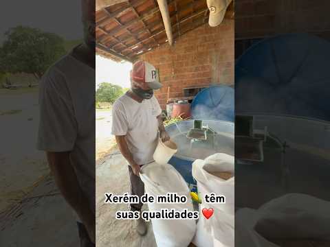 Xerém de milho 🌽