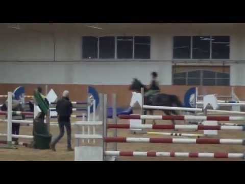 Sportpferde ASG - Carry Trainingsspringen