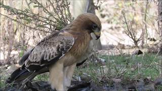 Aguila calzada, Booted eagle, Hiearaaetus pennatus