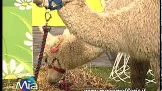 preview picture of video 'All'angolo del veterinario di Massimo Floris si parla dell'Alpaca a Mondo Intorno agli Animali MIA'