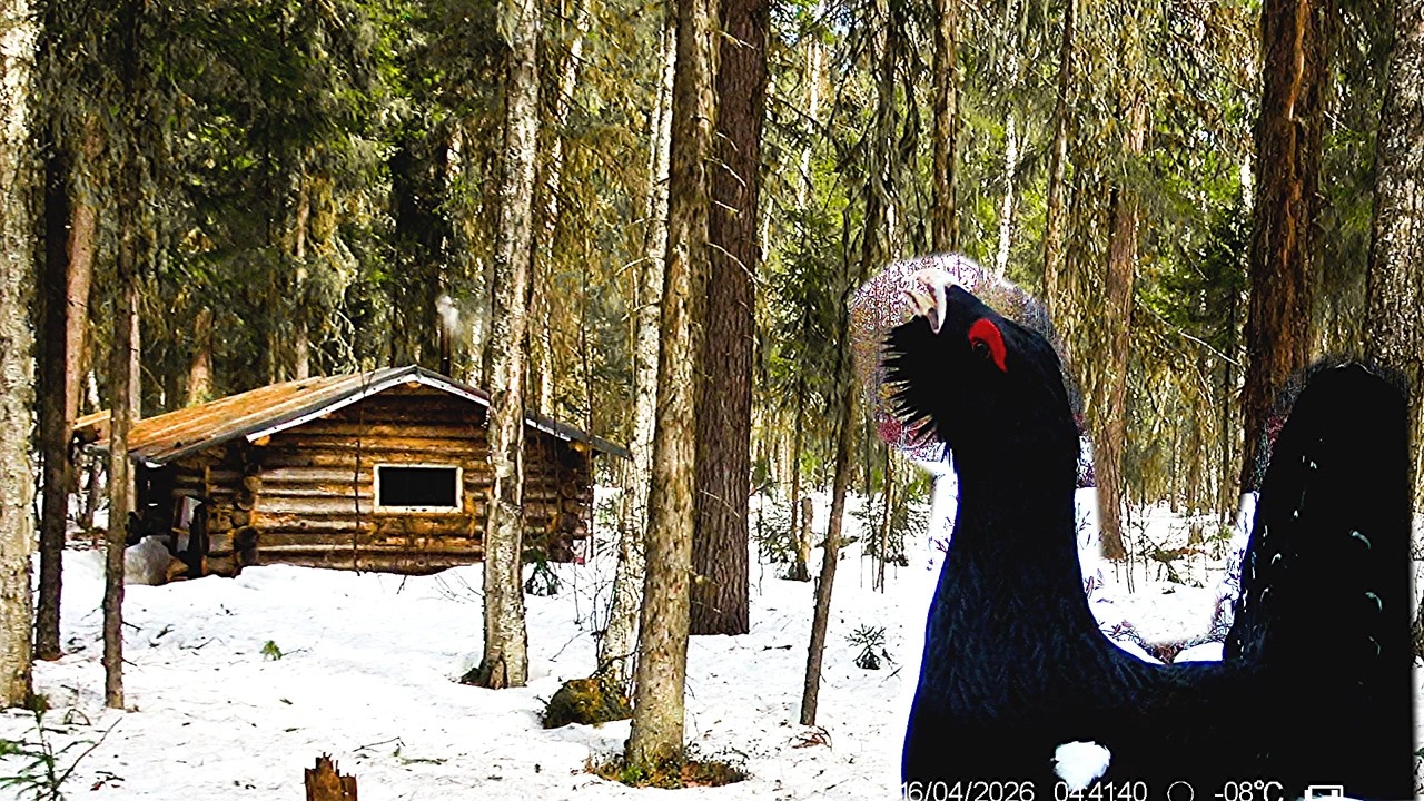 Весна в тайге. Нашёл глухарей.