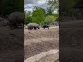 Antelope vs 3 Rhinos never before seen footage
