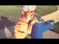 DOG ACTS LIKE HUMAN May 1 2013