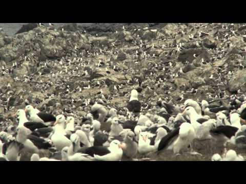 Albatros čierno-obrvý (Thalassarche melanophris) — najväčšia kolónia sveta Steeple Jason, Falklandy