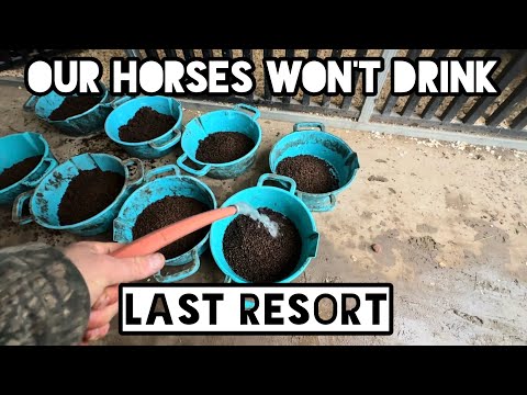 We have a problem with our horses!
