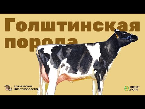 Голштинская порода