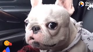 Rescue Frenchies Are Just The BEST | The Dodo
