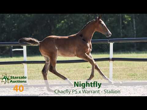 40. Nightfly (Chacfly PS x Warrant)