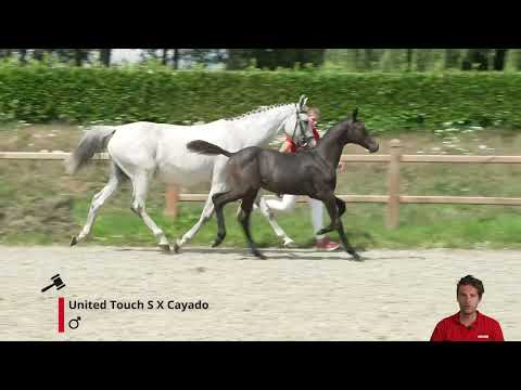 Undercover v/h Reukenis Z (United Touch S x Cayado)