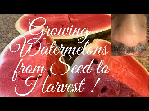 Growing Watermelons From Seed to Harvest