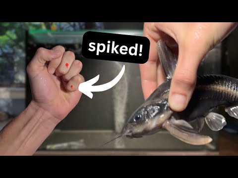 How to handle large fish with no net | Painful spikes!