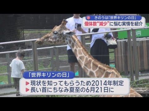 YouTube Video キリン絶滅の危機…人間の浸食で土地が狭くなると個体数は激減　「世界キリンの日」に知ってほしい危機的な現状　