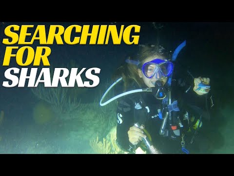 Searching For Sharks - Ep 26 | Blue Horizon Diving