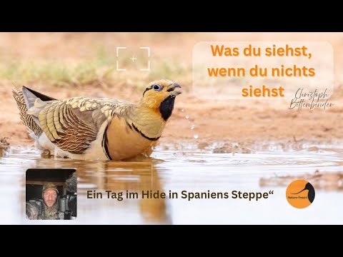 Was du siehst, wenn du nichts siehst - Flughühner in Spaniens Steppe | Ein Tag im Hide