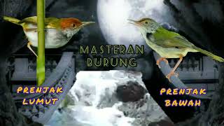 Download lagu MASTERAN PRENJAK LUMUT PRENJAK BAWAH KOMBINASI GEMERICIK AIR MENGALIR mp3