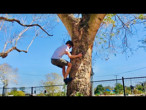How to climb a tree when you can't reach the branches