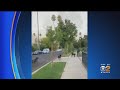 Pack Of Unleashed Dogs Attacking Residents In Tarzana Neighborhood