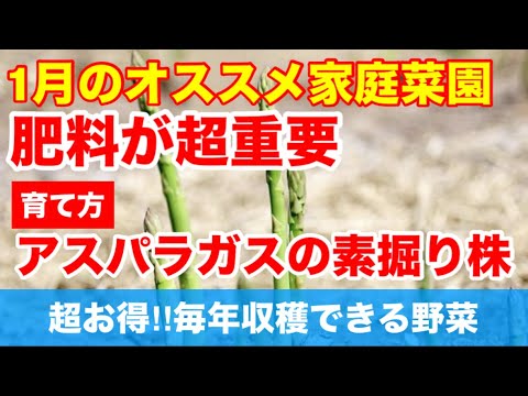 園芸 アスパラガス