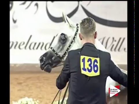 N.136 LLUCKYSTAR - Ajman 2016 - Mares 9 years old and above (Class 6)