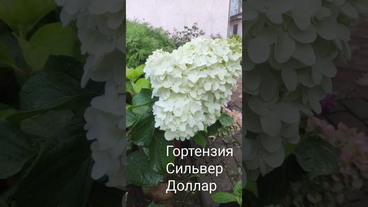 Гортензия Сильвер Доллар
