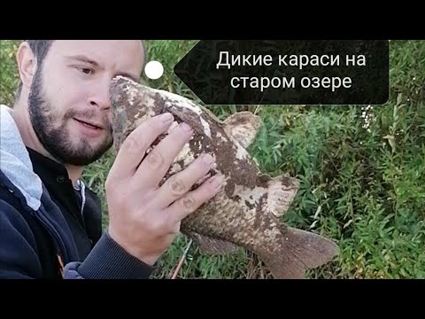 Фото Килограммовые караси! Рыбалка в Оренбургской области 2021!