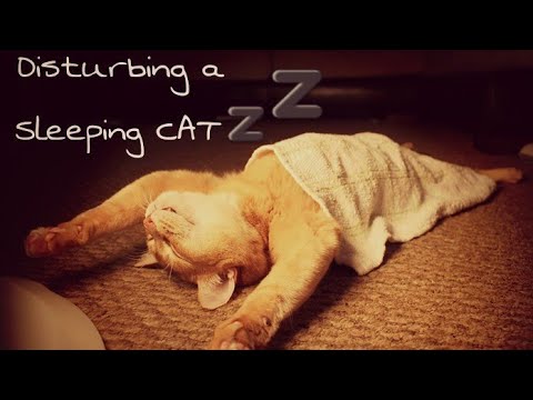 Disturbing a sleeping CAT