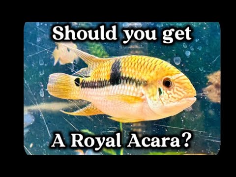 Should you get a Royal Acara?  