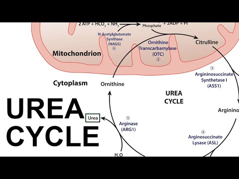 Urea Cycle