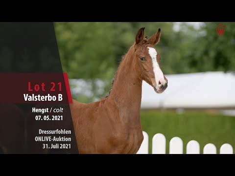 Onlive-Auktion Dressurfohlen Lot 21 Valsterbo B Hengst v. Valverde - St. Schufro